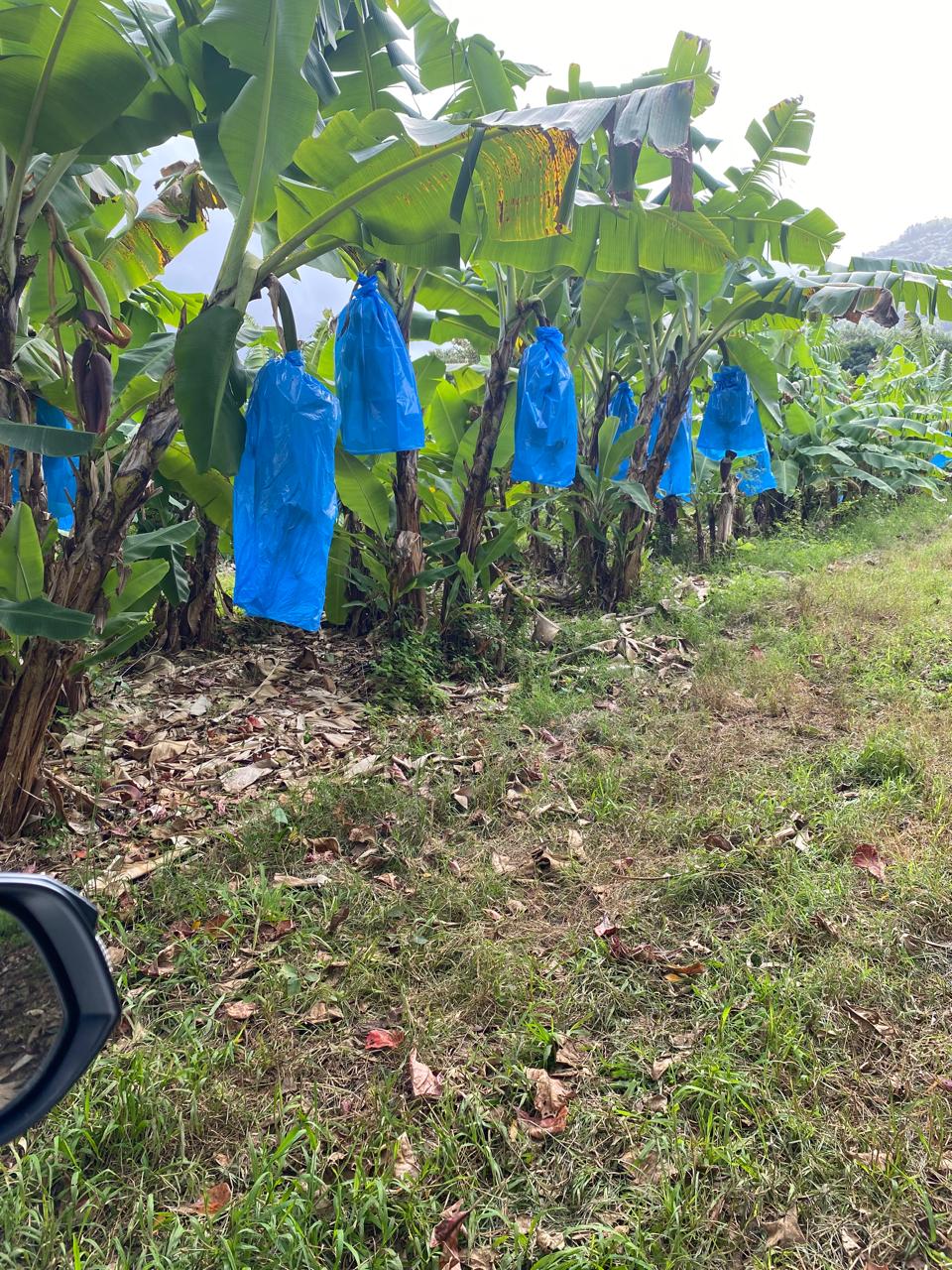Banana plants growing in the Ferney field with protective blue bags