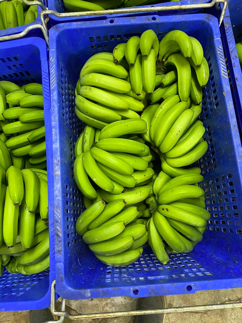 Fresh Stoney banana bunch ready for harvest, Ferney, Mauritius
